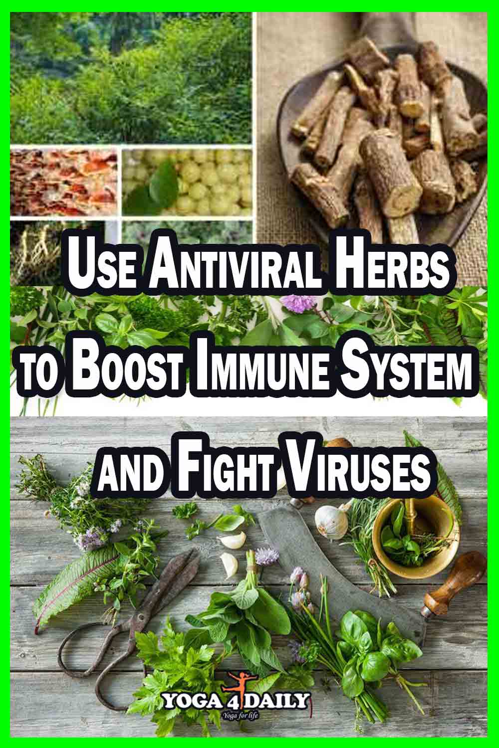 Use Antiviral Herbs to Boost Immune System and Fight Viruses