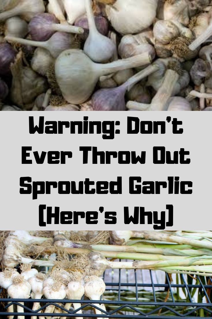 WARNING: DON’T EVER THROW OUT SPROUTED GARLIC (HERE’S WHY)